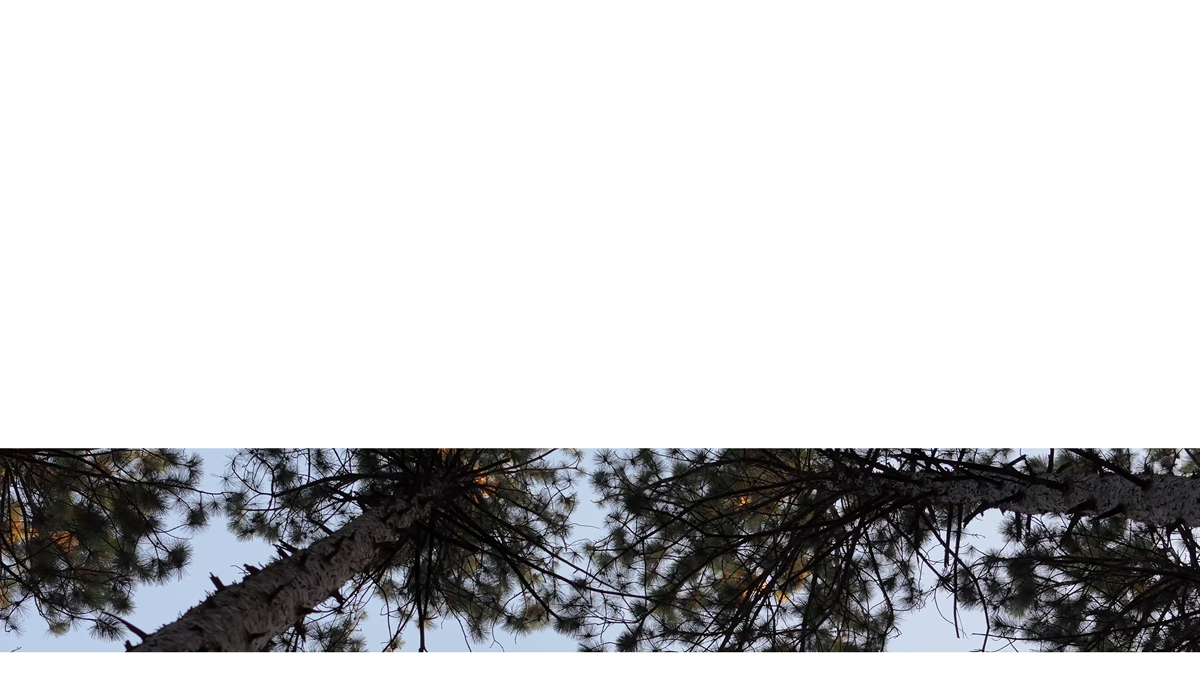 The Forest Lower Third 2 Transparency