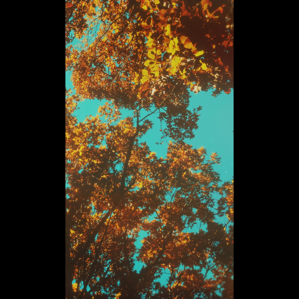 Autumn Canopies Blank Reel 01