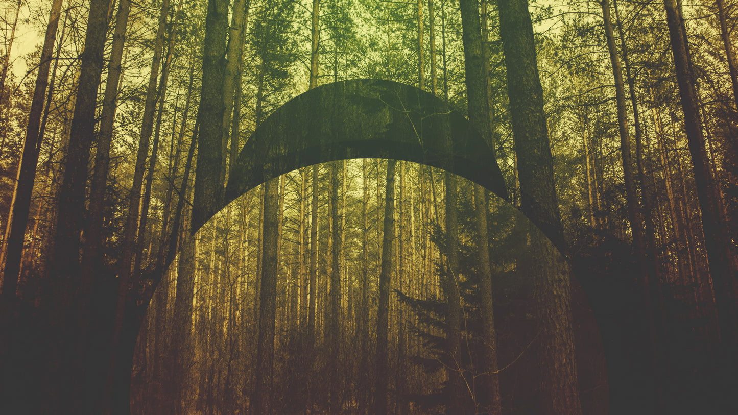 Natural Forest