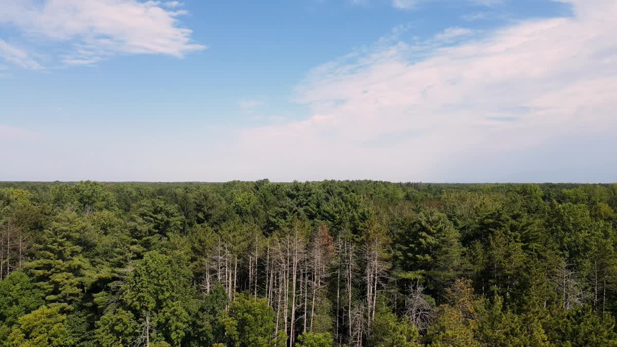 The Forest 10