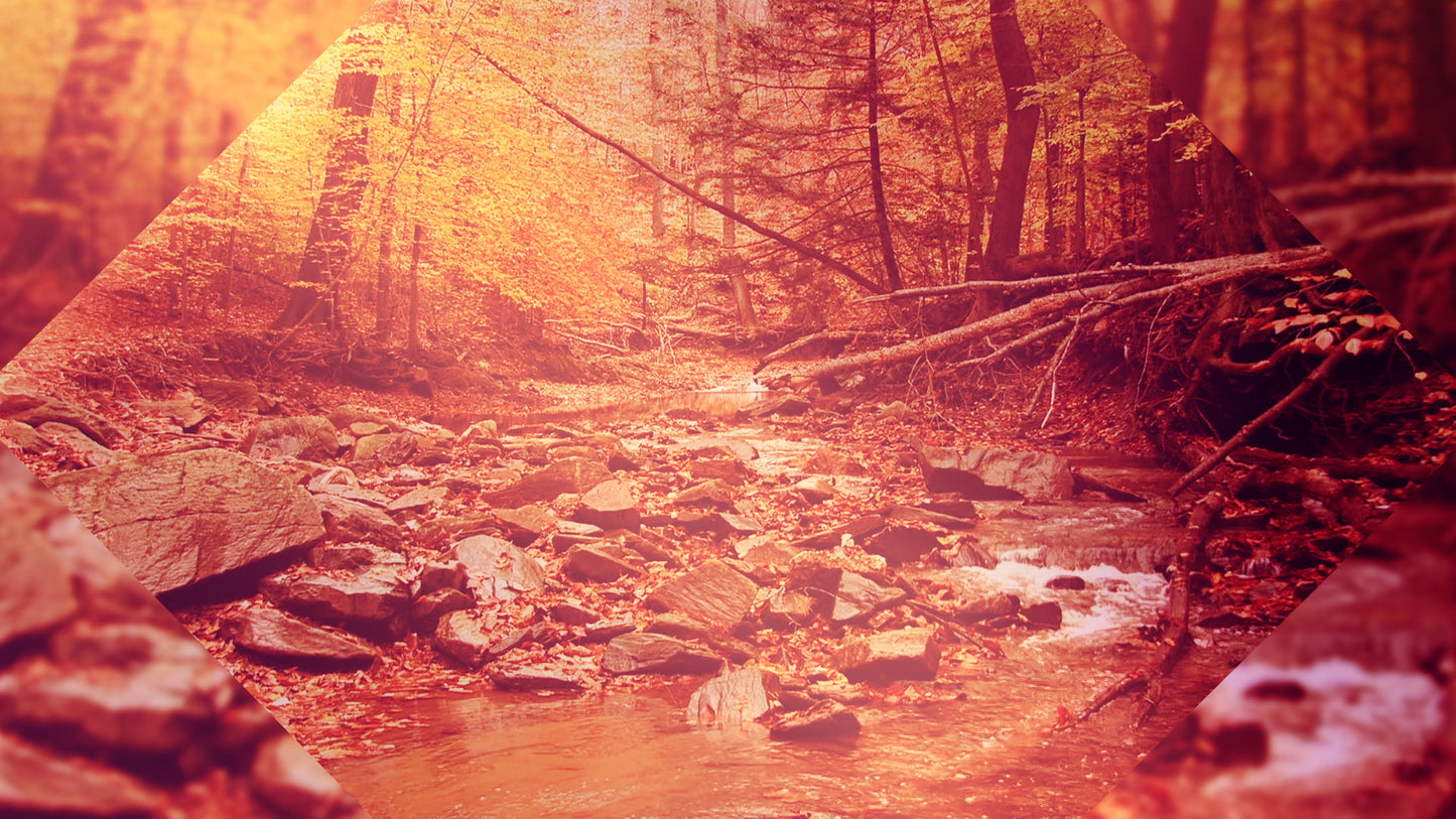 Autumn Oasis Brook