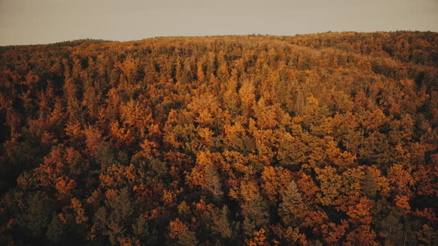 Autumn Foliage 2