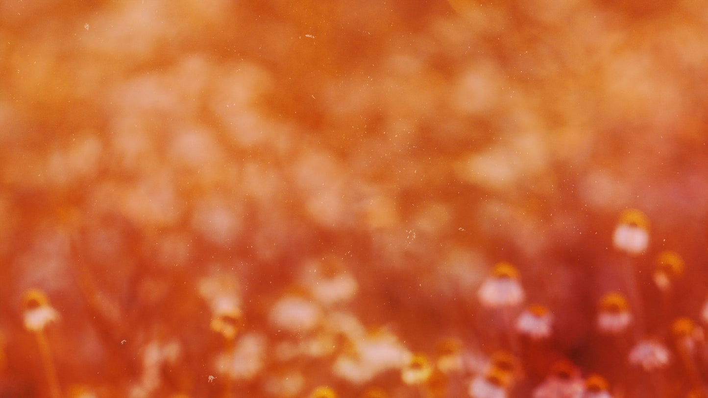 Autumn Blur Bokeh