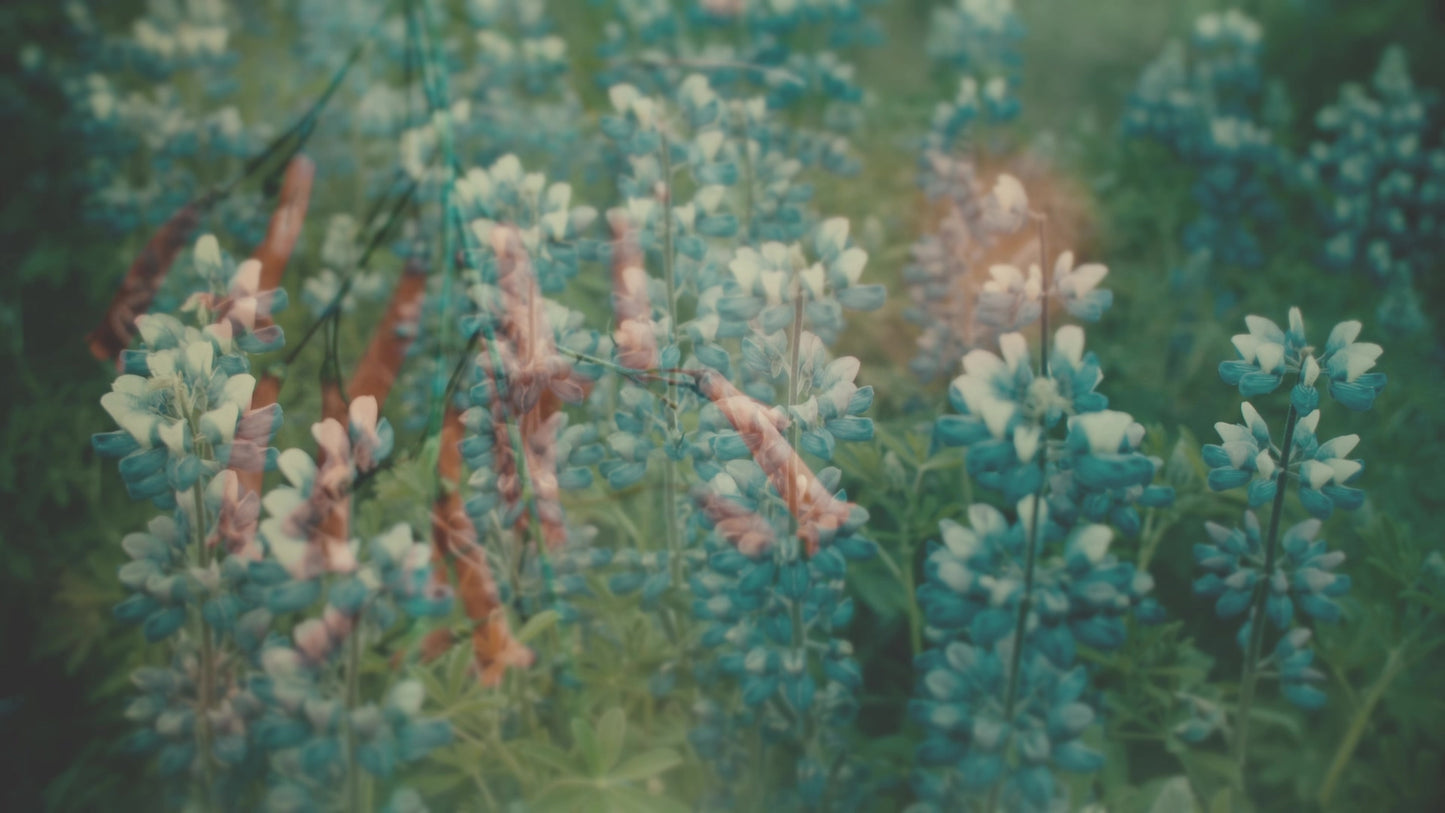 Muted Spring Life