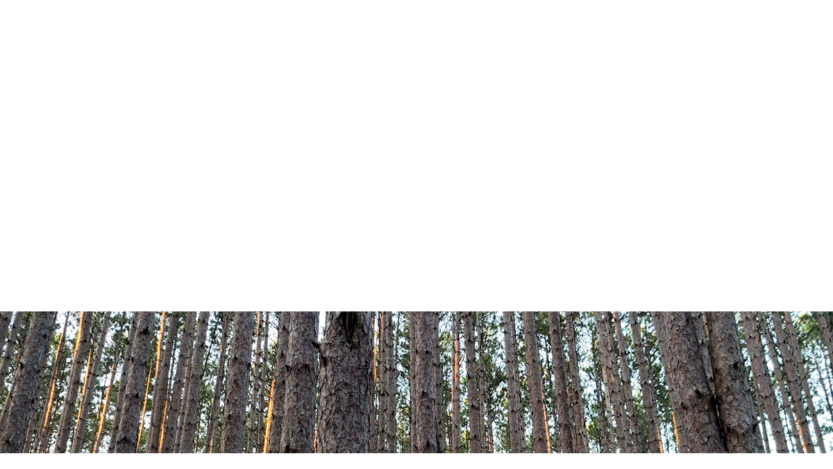 The Forest Lower Third 4 Transparency