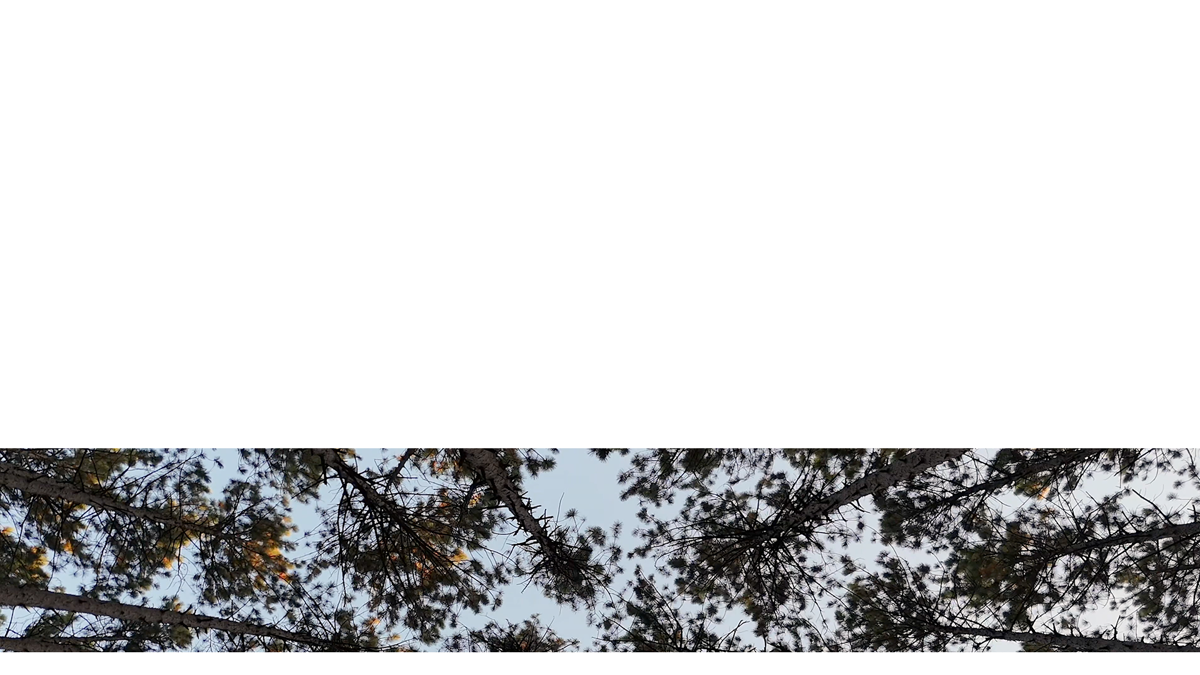 The Forest Lower Third 3 Transparency