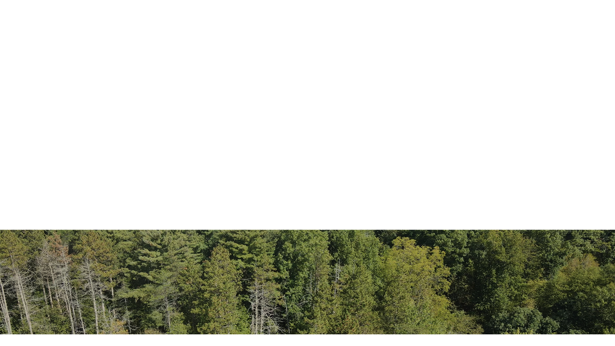 The Forest Lower Third 1 Transparency