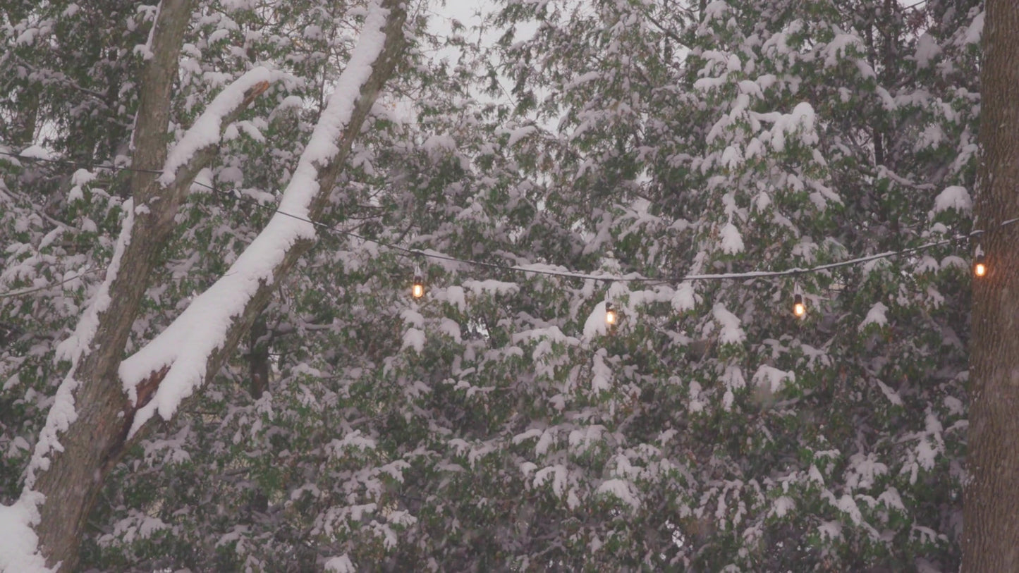 Winter Woods 15