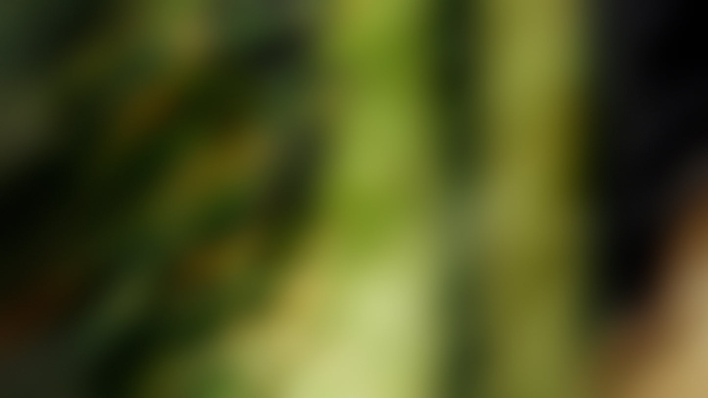Q1 Announcements Big Game Blur