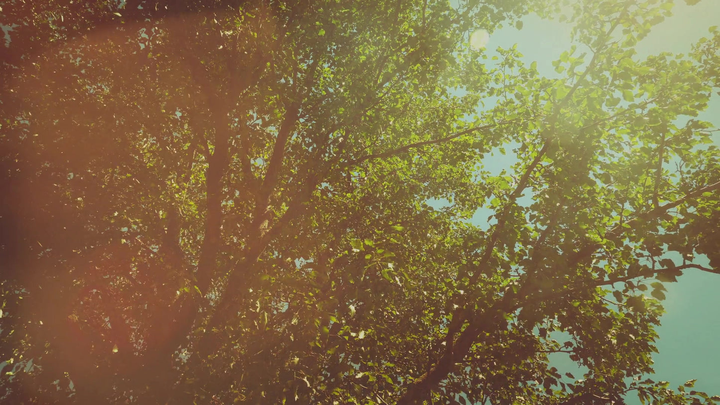 Summer Bright Foliage