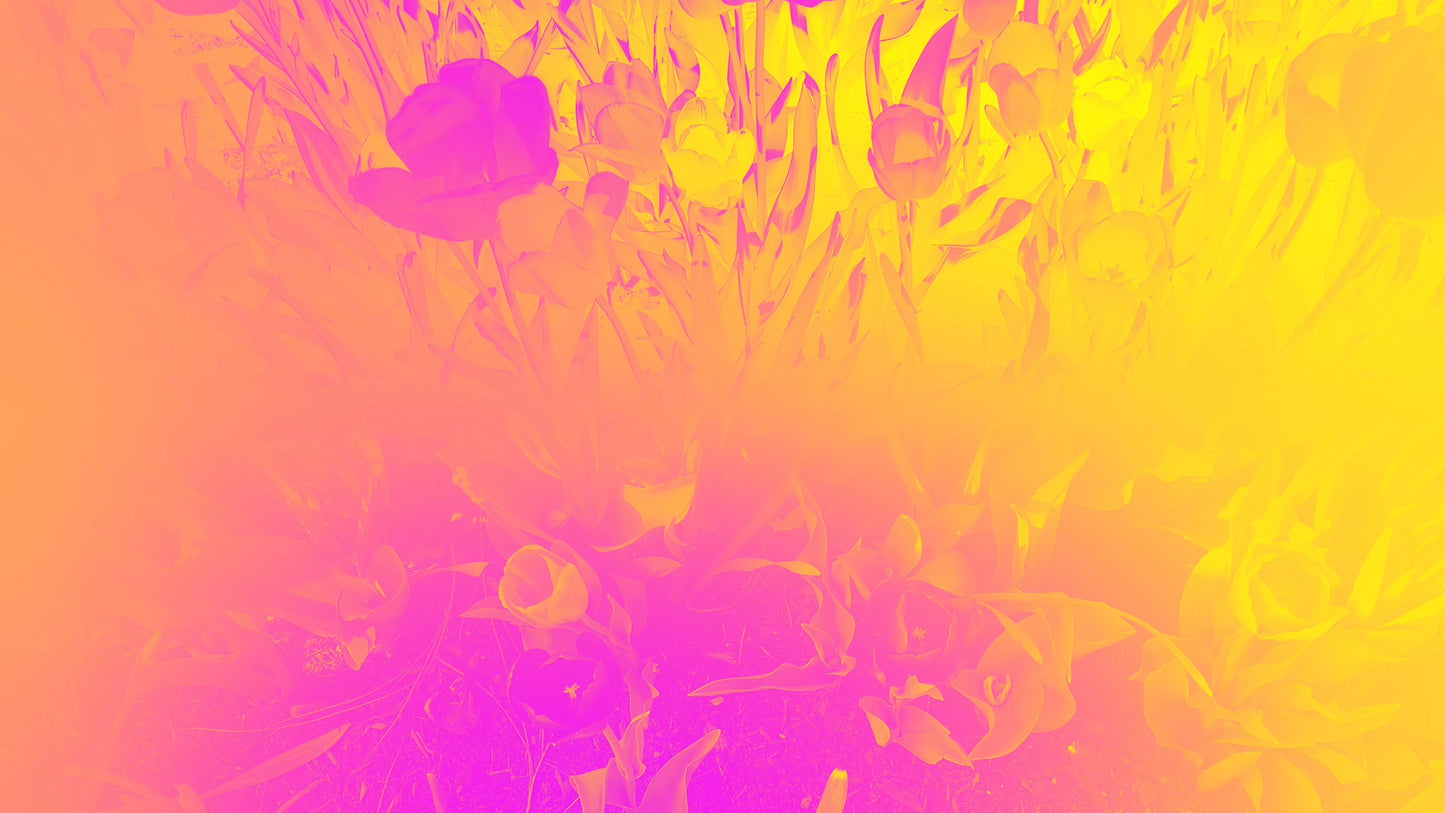 Radiant Gradient Flowers 04 Still