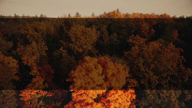 Autumn Foliage 10 Alt