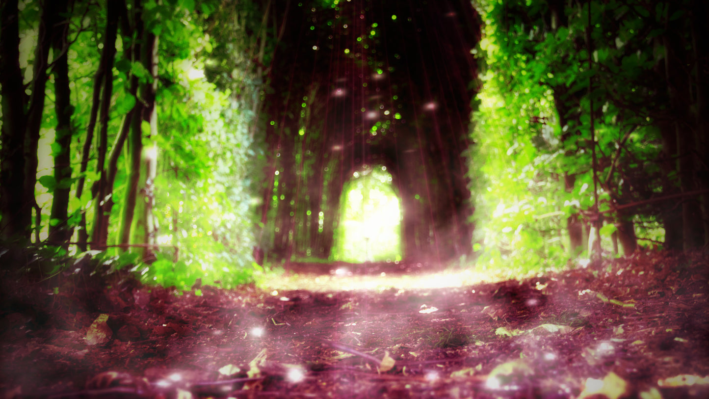 Silent Forest Canopy