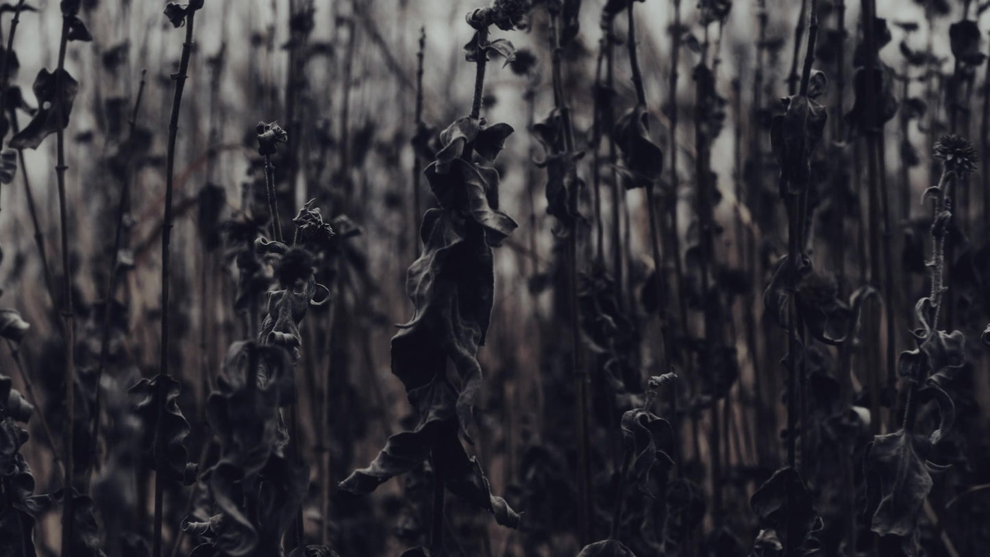 Bleak Beauty Stalks