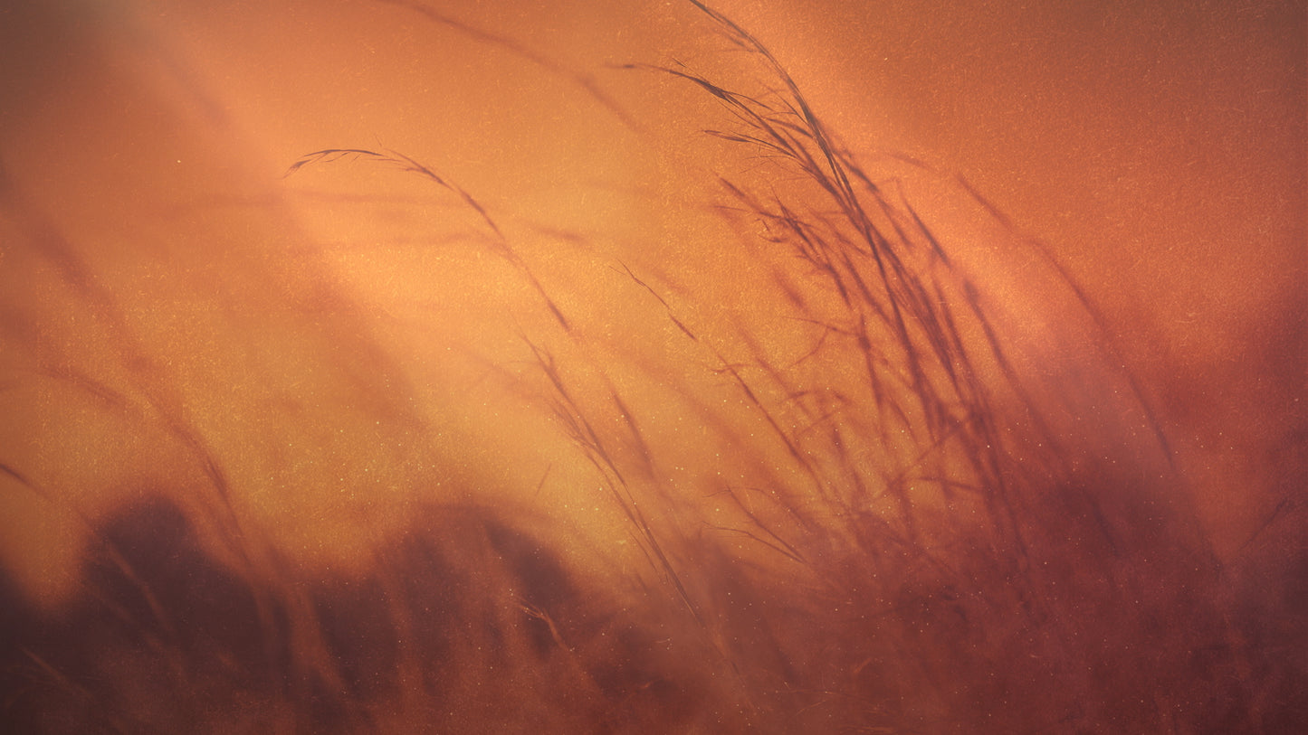 Reformation Amber