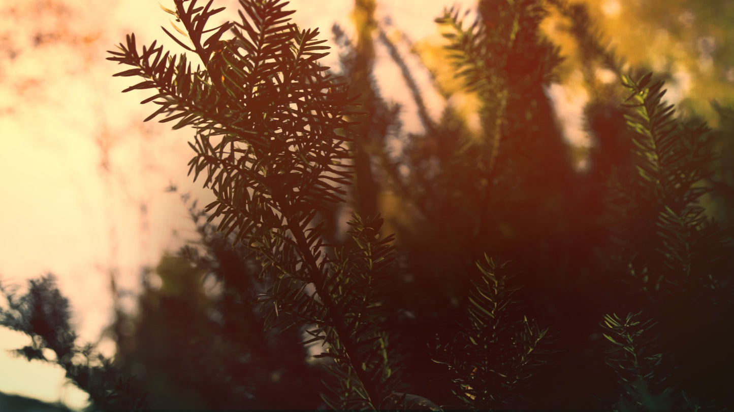 Thanksgiving Light Green