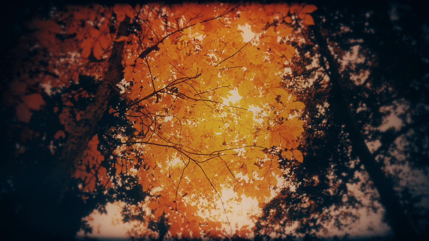 Autumn Fire Embers