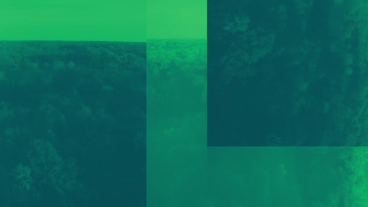 Thanksgiving Flight Forest Alt