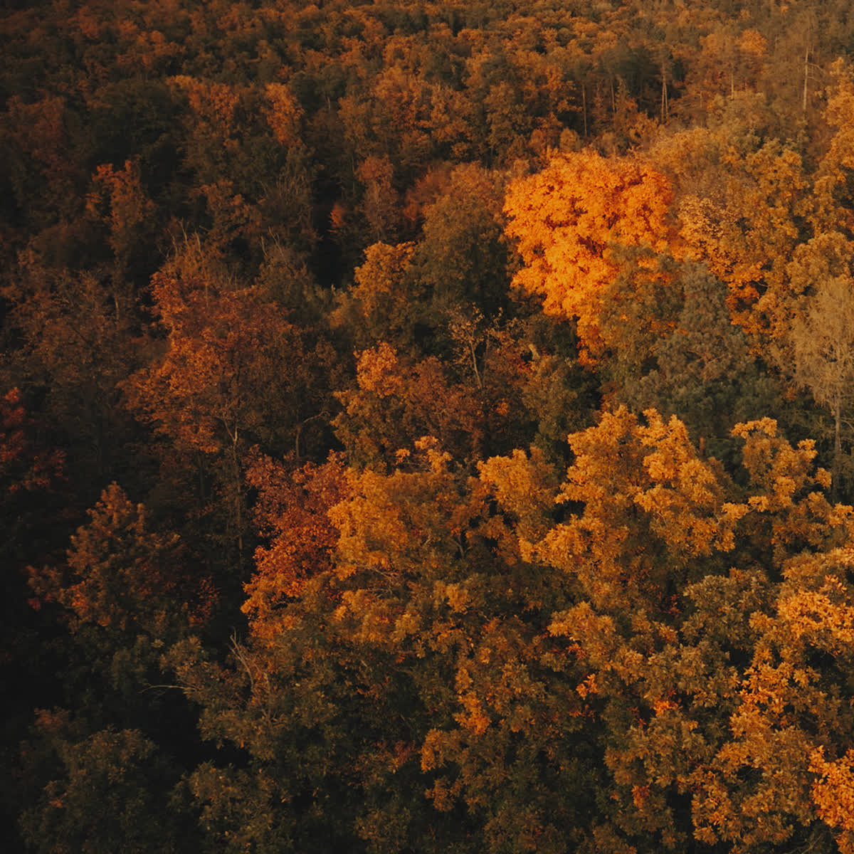 Autumn Foliage Pray Blank