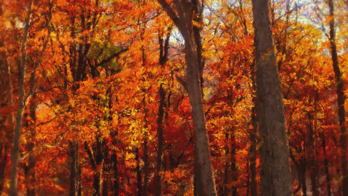 Autumn Vibes 7