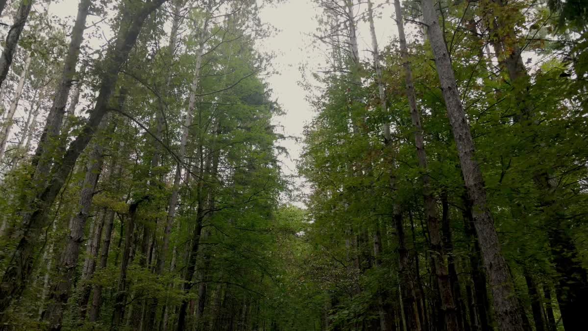 The Forest 8