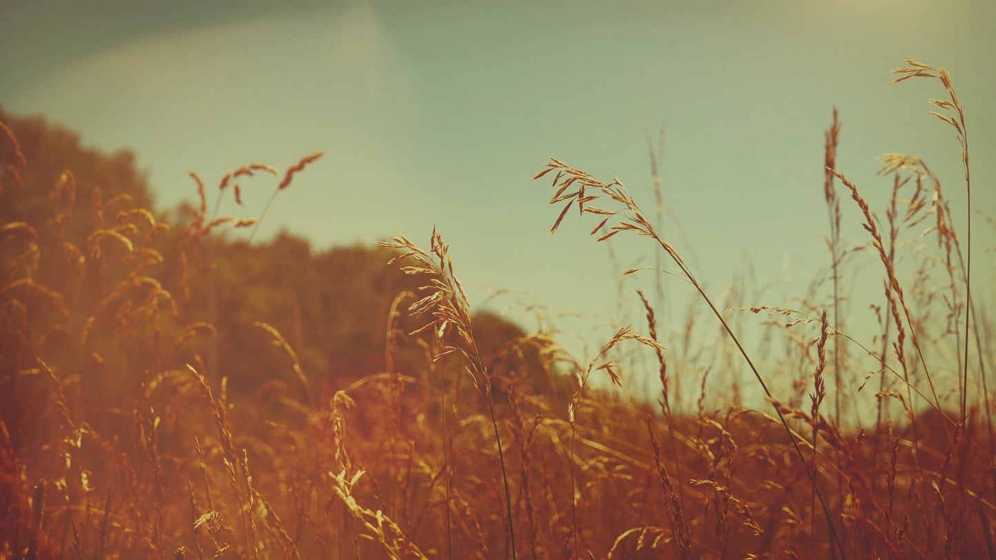 Summer Bright Grasses