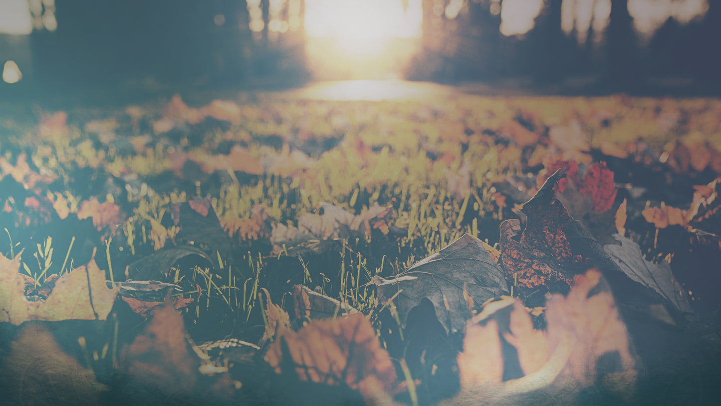 Harvest Gold Leaves