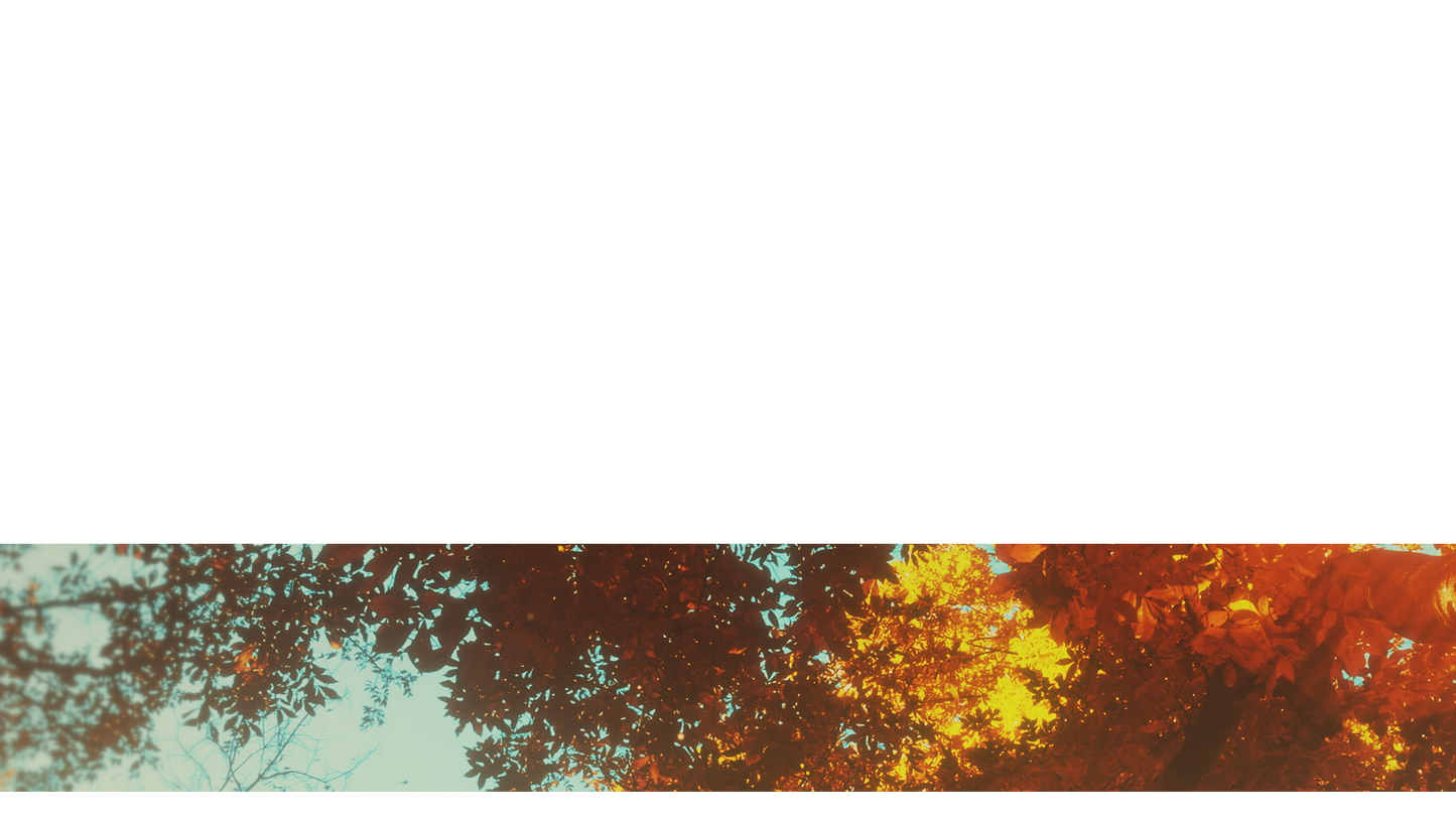 Autumn Canopies Lower Third 9