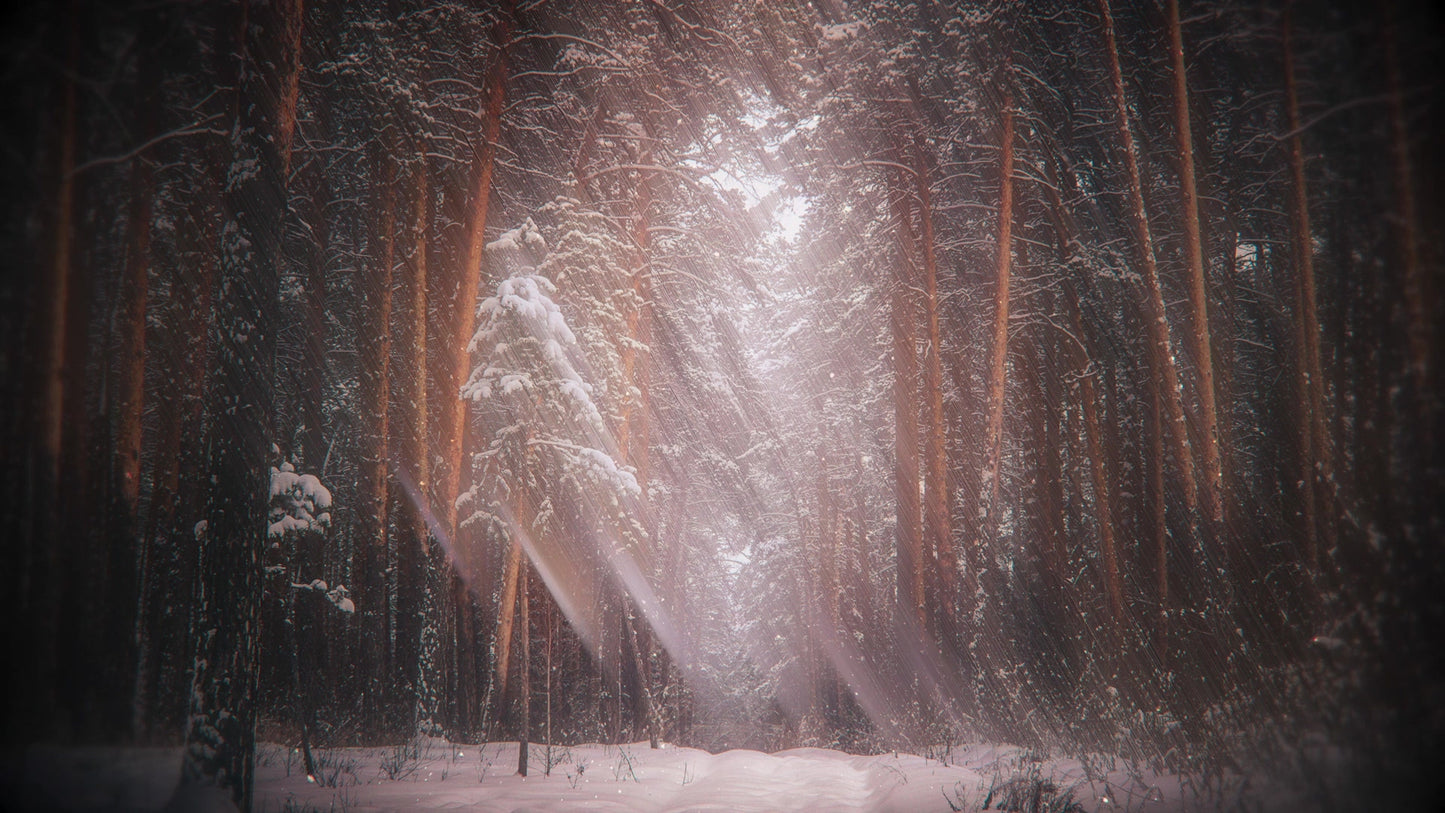 Holiday Visions 5