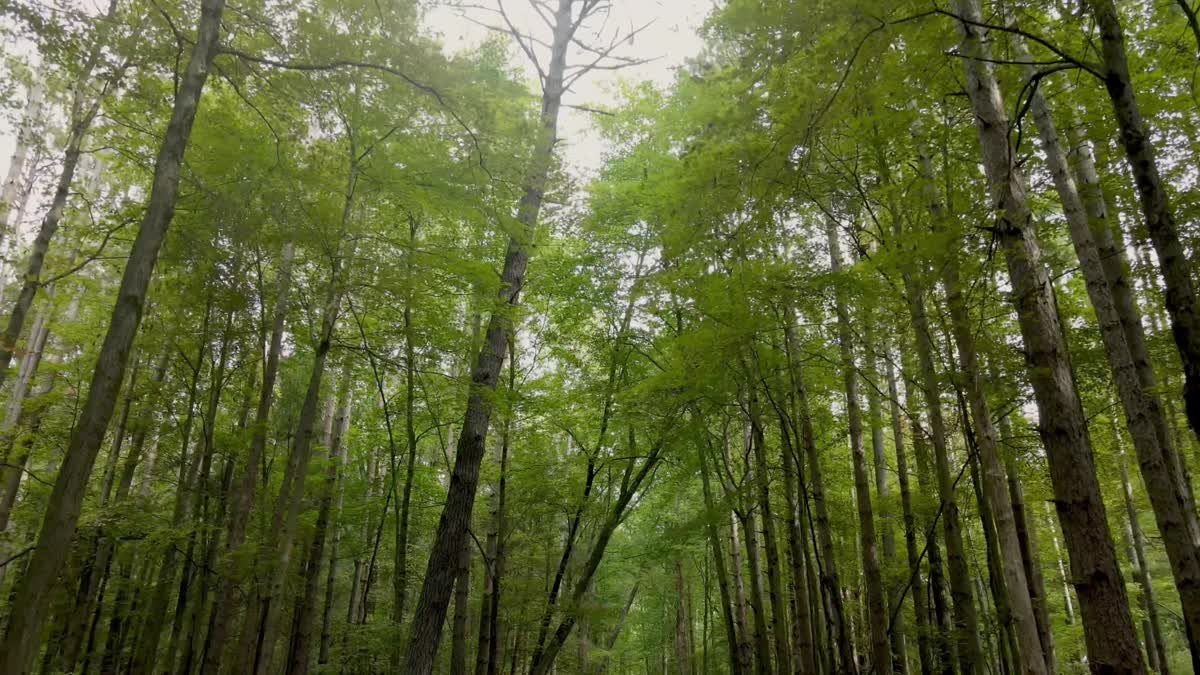 The Forest 9