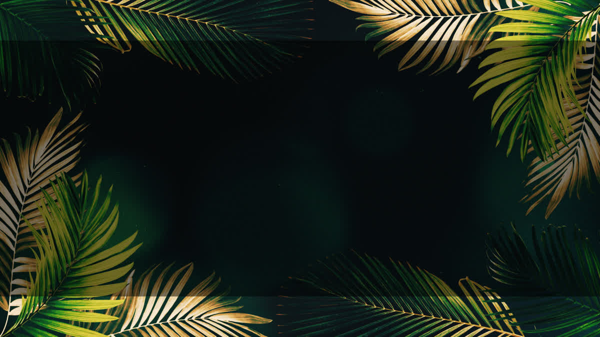Vibrant Palms 7 Alt
