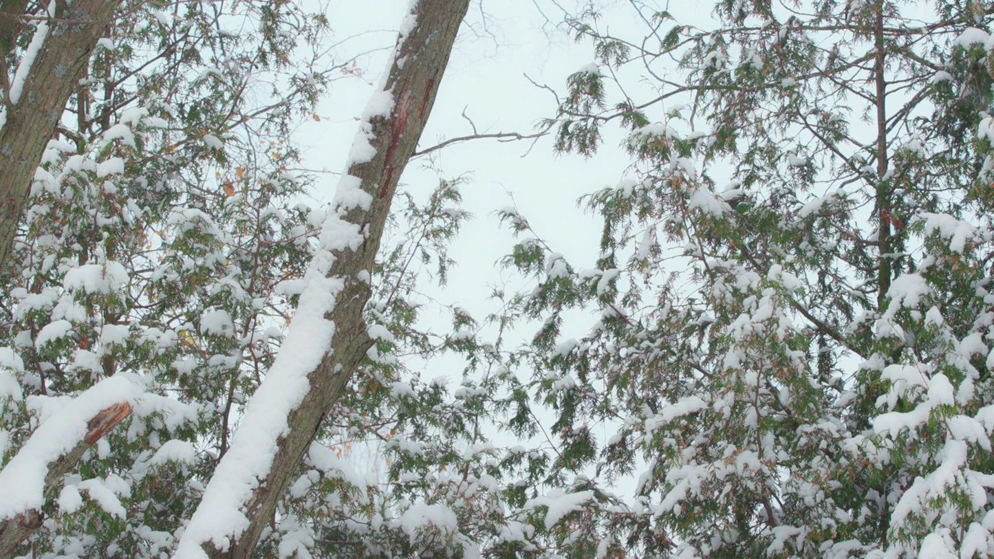 Winter Woods 14