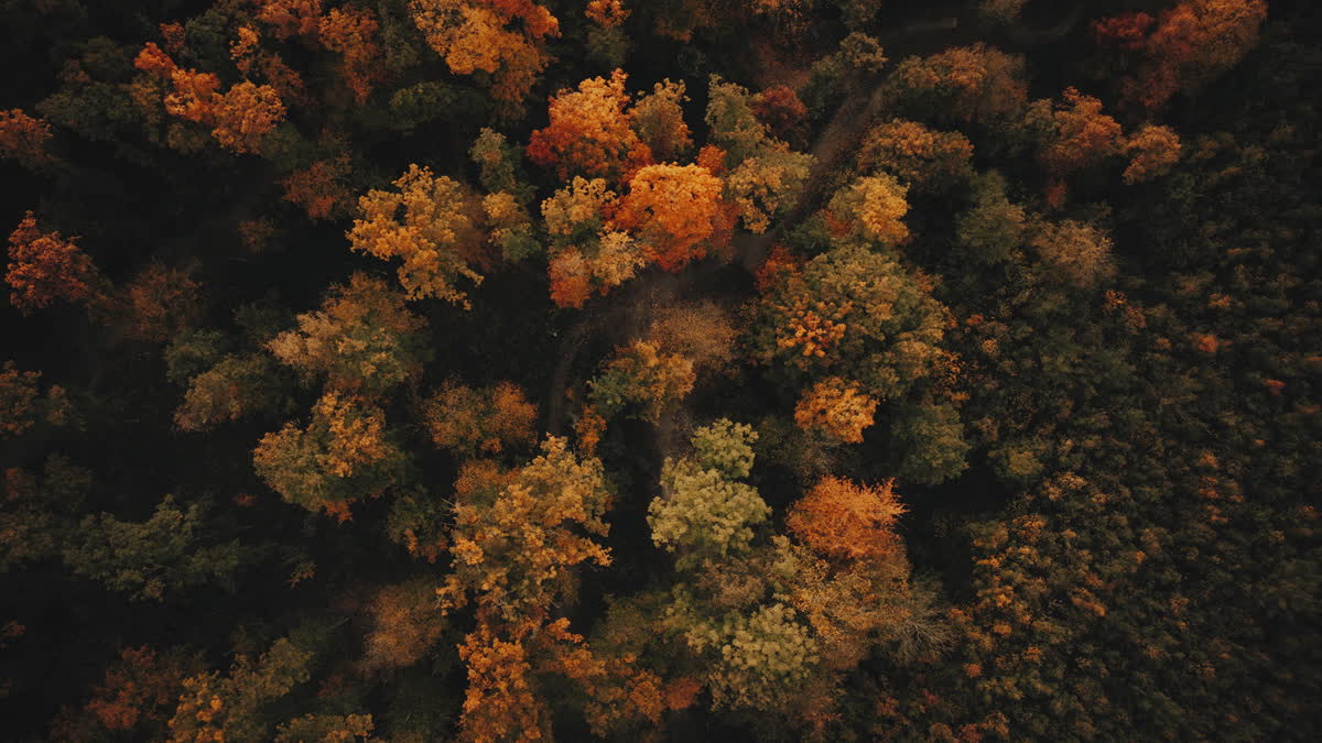Autumn Foliage 3