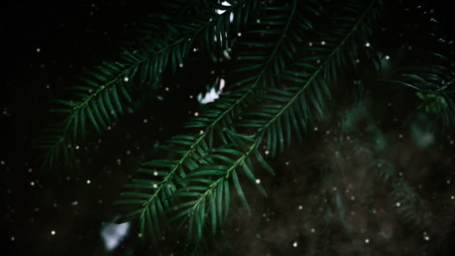 Evergreen 7