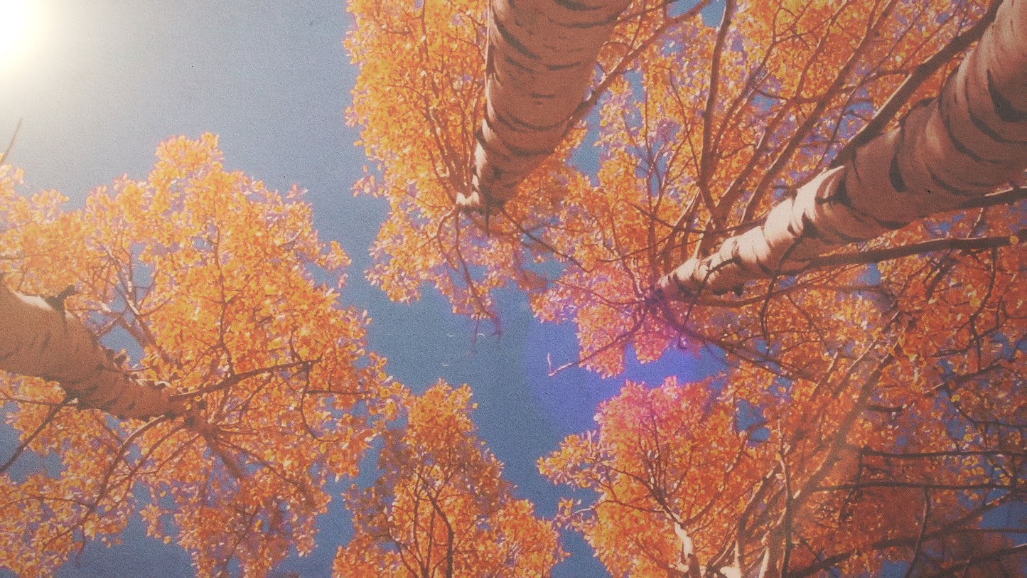 Autumn Light 11 Still