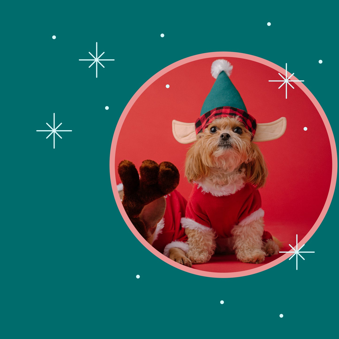 Christmas Pets