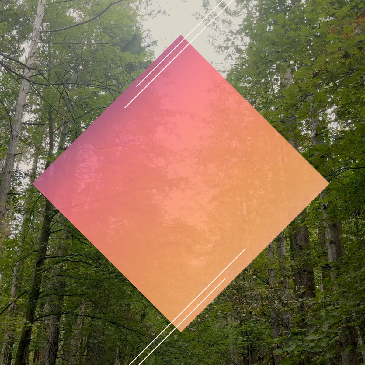 The Forest Grow in Grace Title Blank