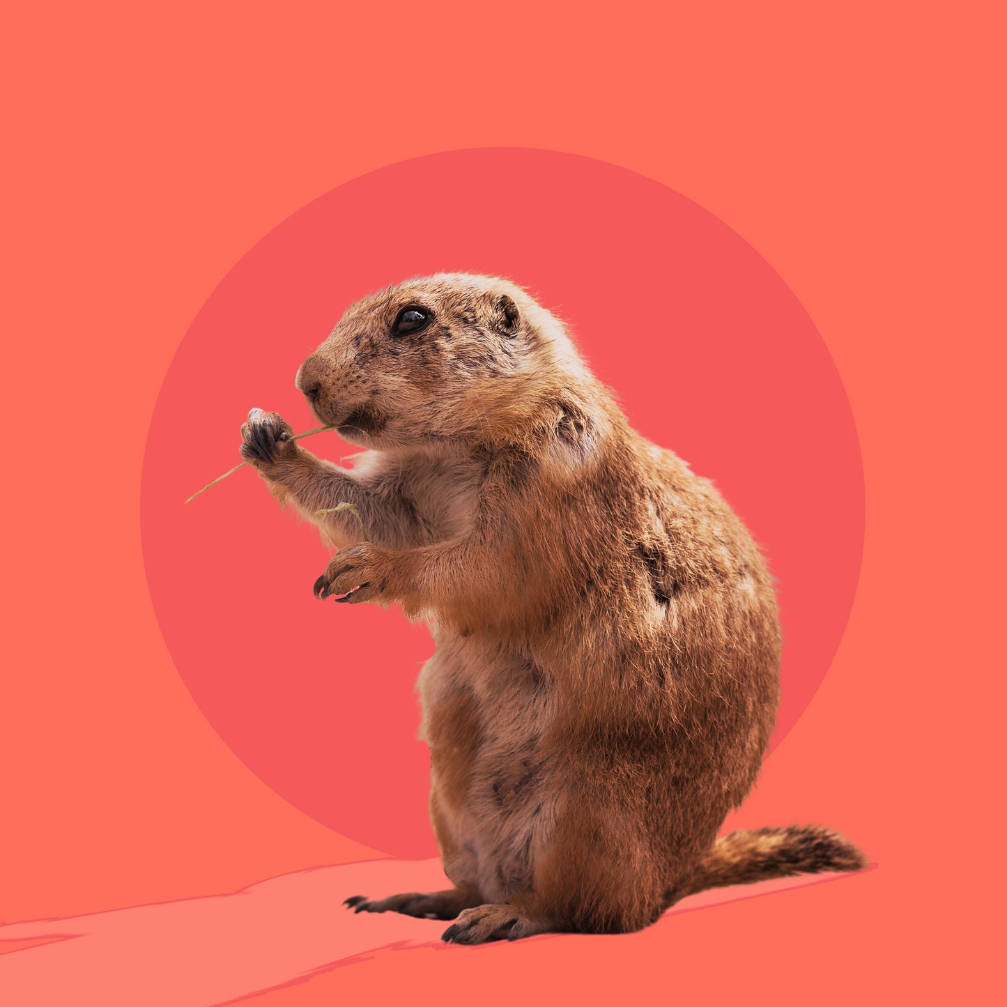 Groundhog Day Blank