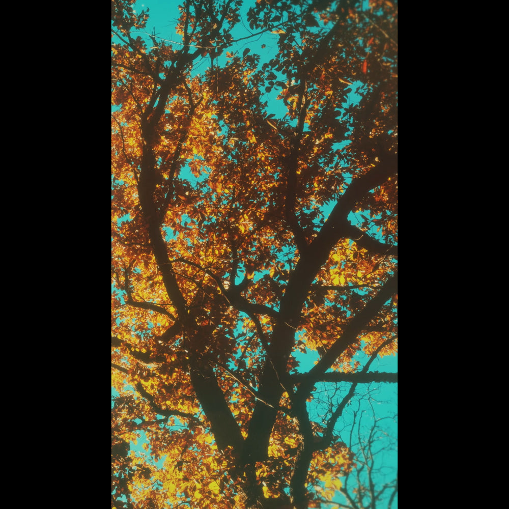 Autumn Canopies Blank Reel 02
