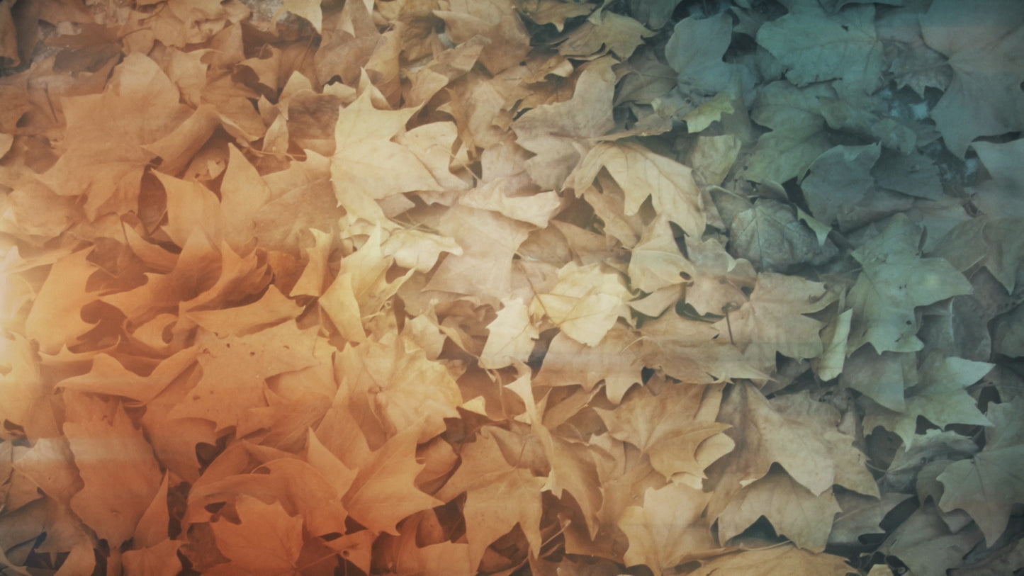 Fallen Leaves 06 Still