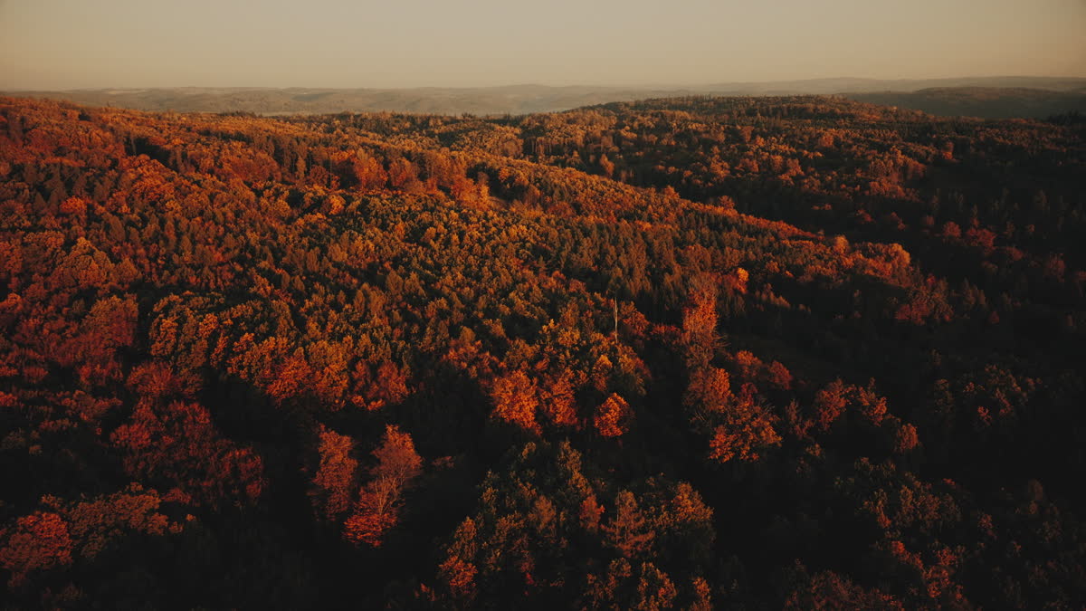 Autumn Foliage 6