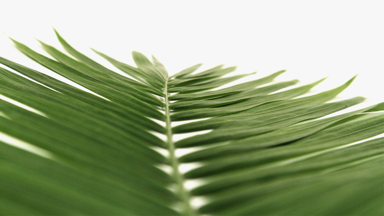 Palm On White
