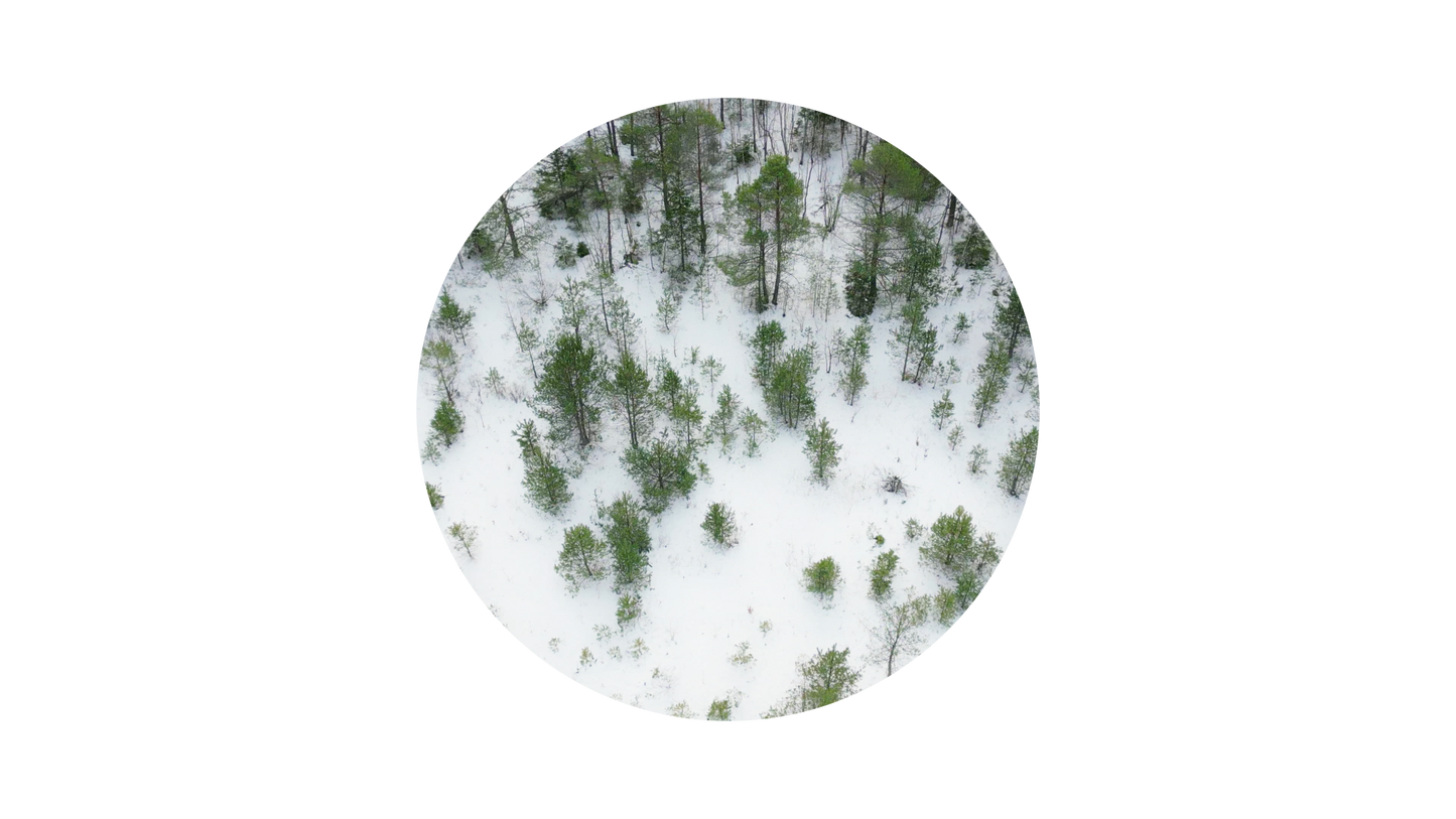 Winter Woods Circle 01