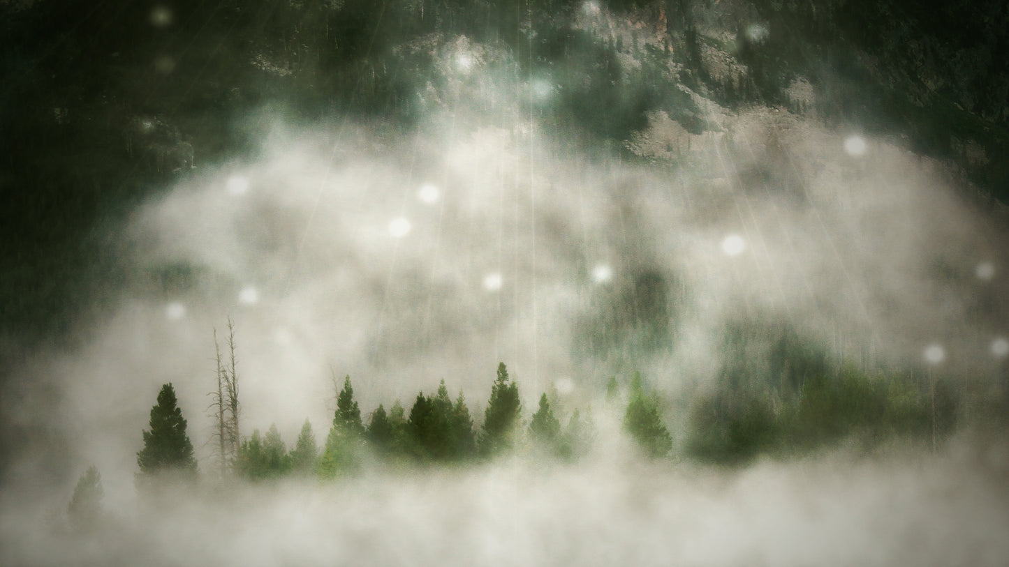 Silent Forest Fog