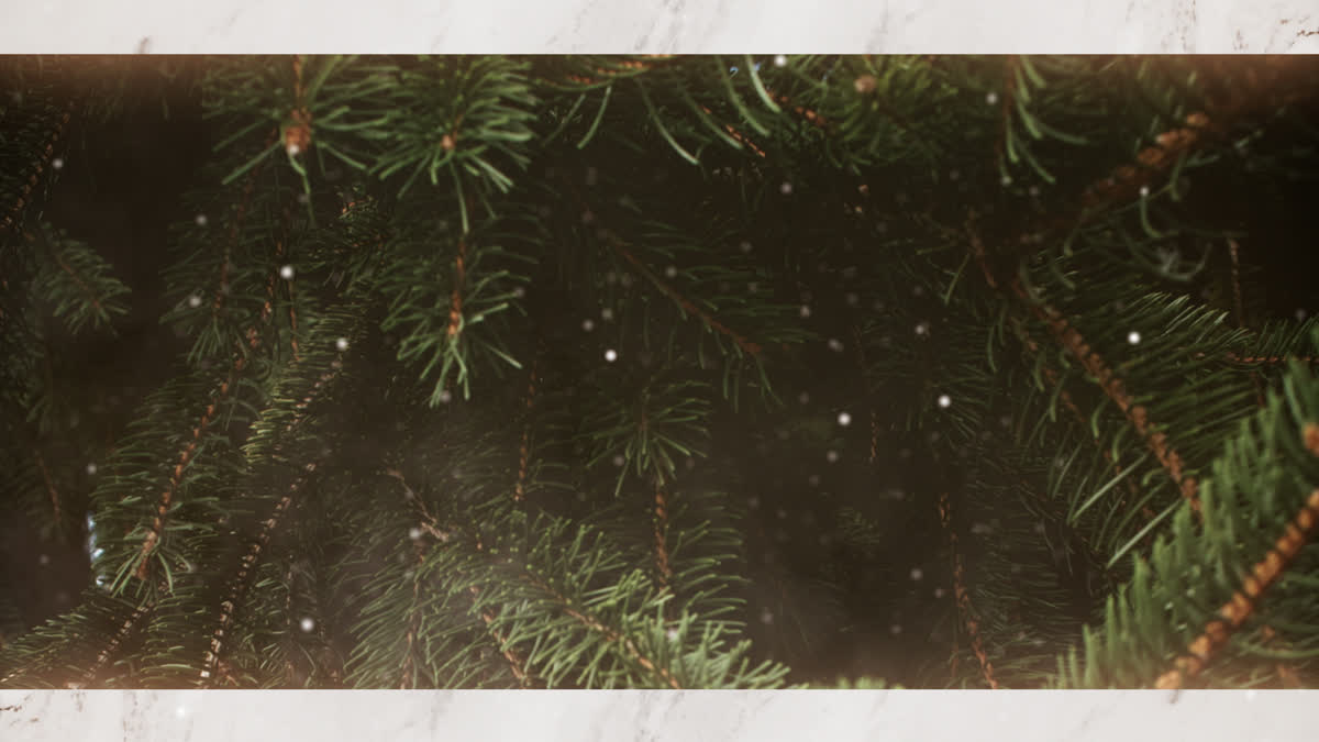 Evergreen 3 Alt