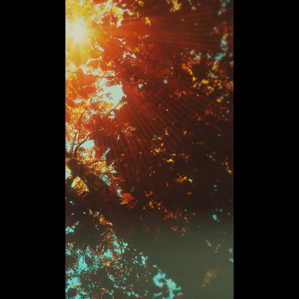 Autumn Canopies Blank Reel 04