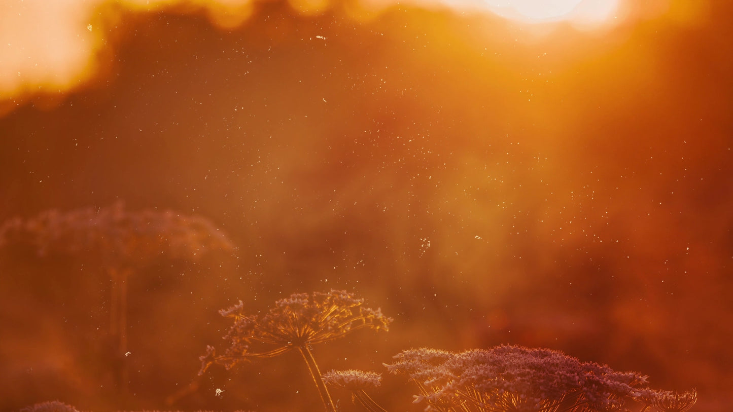 Autumn Blur Shine