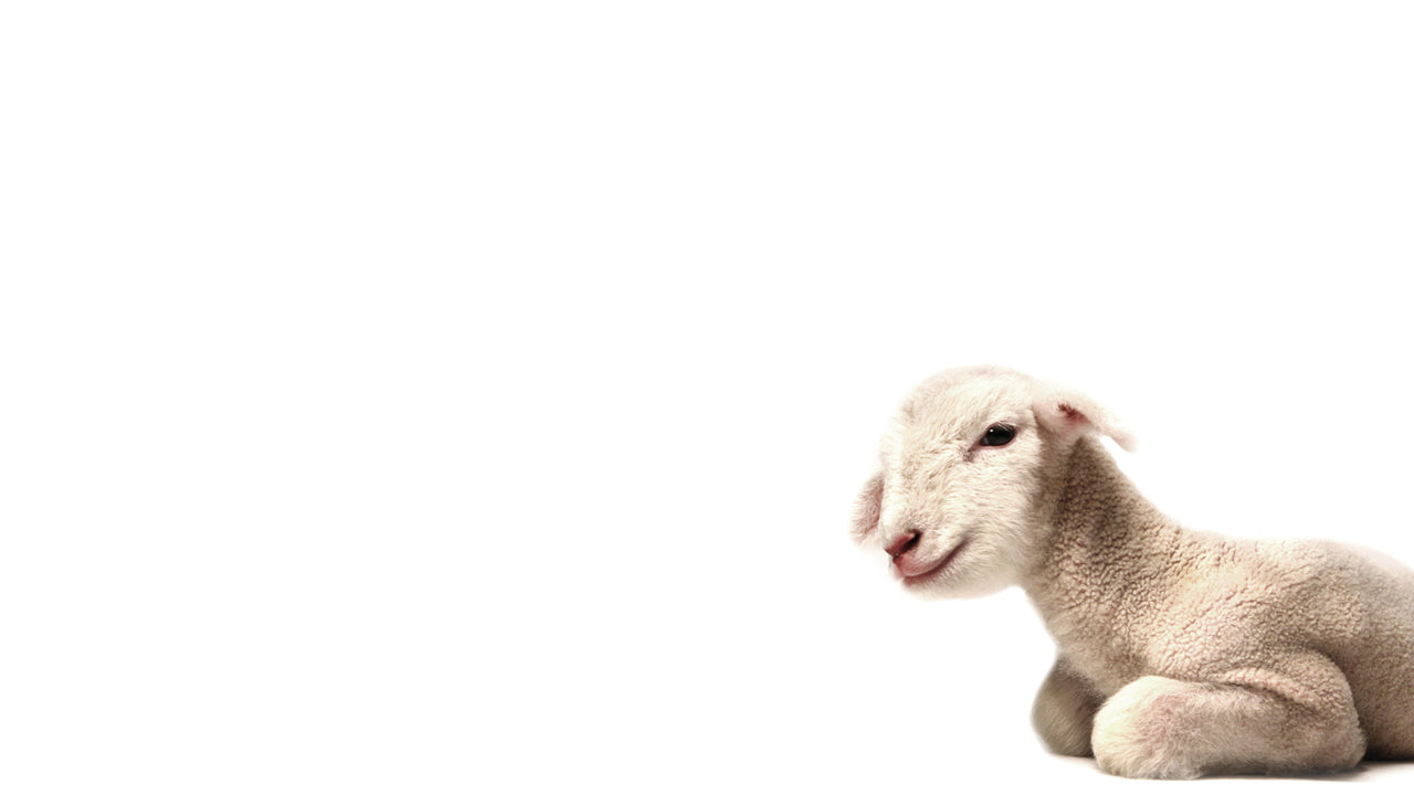 Worthy Lamb