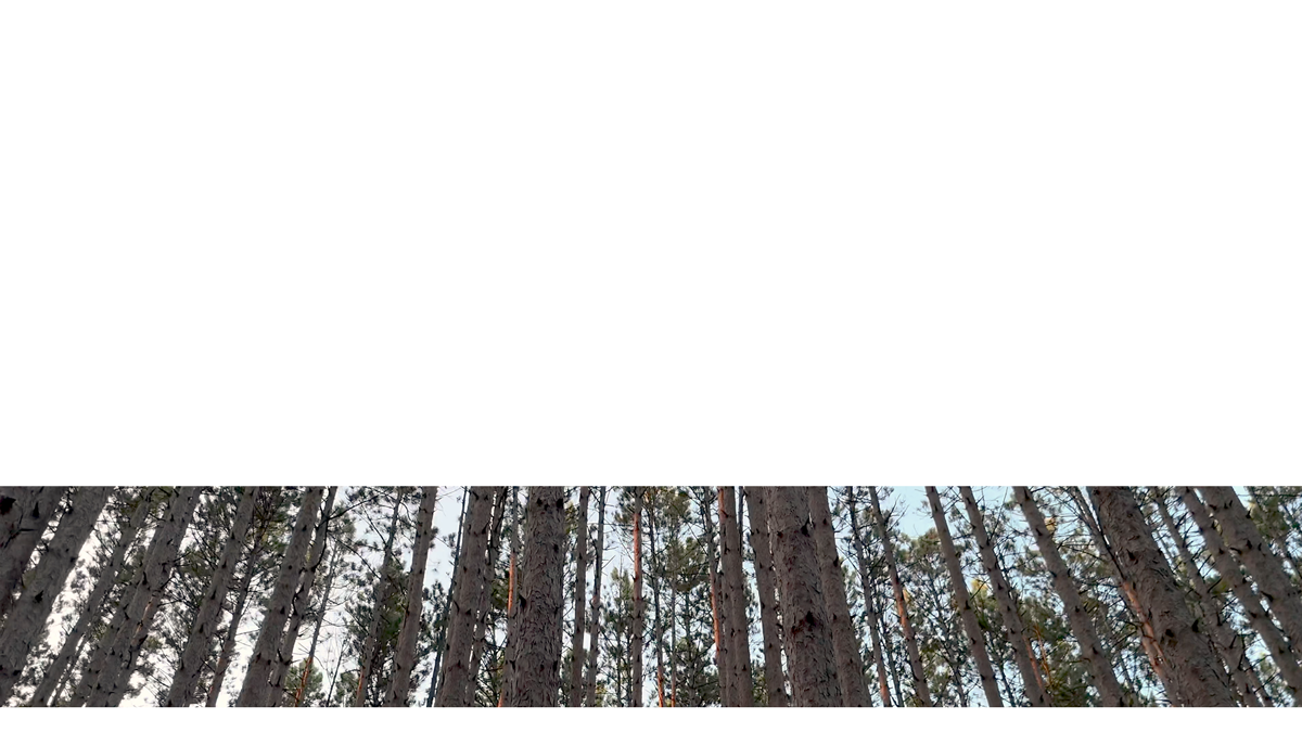 The Forest Lower Third 5 Transparency
