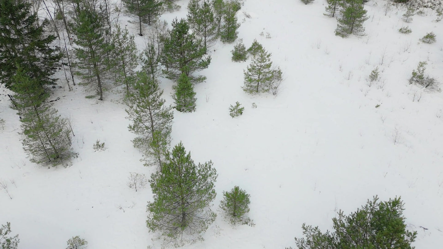 Winter Woods 02